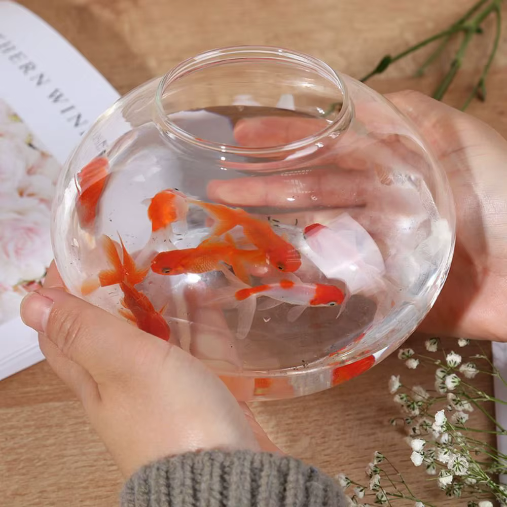 Petits aquariums ornementaux pour poissons et reptiles, bol à poisson, verre haute transparence, bonne vue
