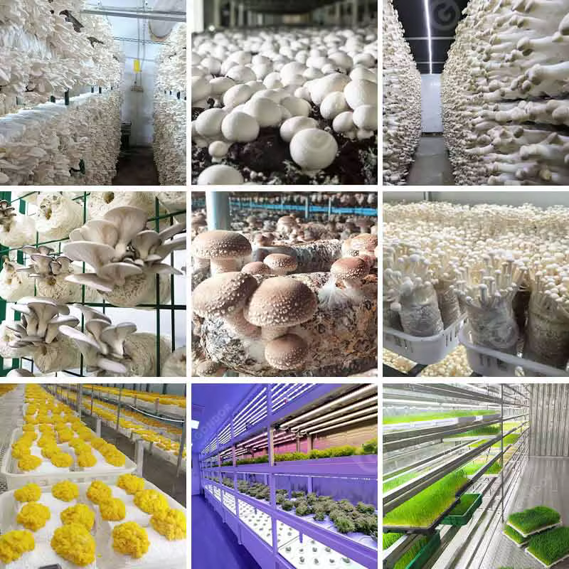 Ferme aéroponique en conteneur maritime avec électricité solaire, culture hydroponique verticale de laitue, champignons, safran, sur mesure